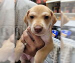 Small Whippet Mix