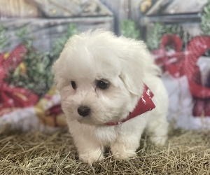 Maltese Puppy for sale in GAY, GA, USA