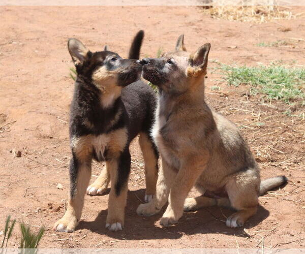 Medium Photo #2 German Shepherd Dog-Unknown Mix Puppy For Sale in San Diego, CA, USA