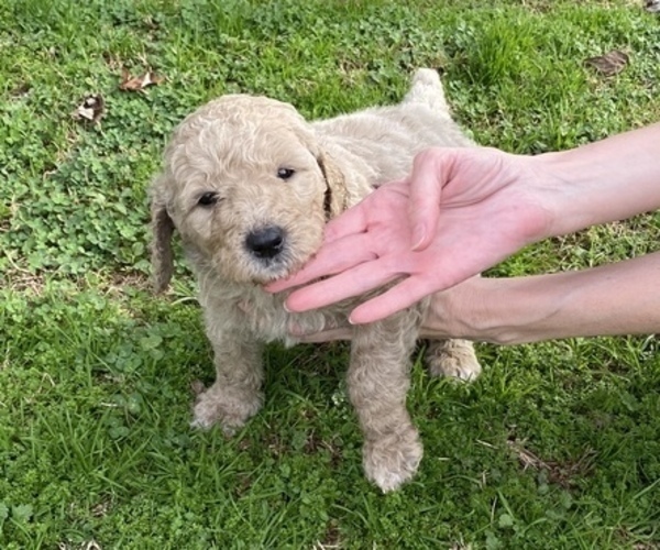 Medium Photo #3 Goldendoodle Puppy For Sale in ARKOMA, OK, USA