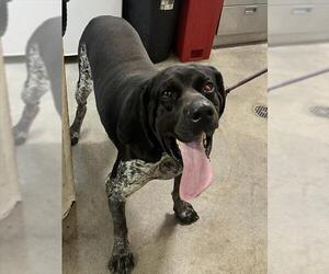 Bluetick Coonhound Dogs for adoption in Forestville, MD, USA