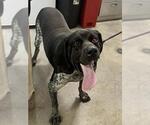 *MARTIN - Male Bluetick Coonhound Dog for Adoption - Small photo
