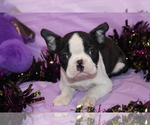 Minka - Female Boston Terrier Puppy for Sale - Photo #5