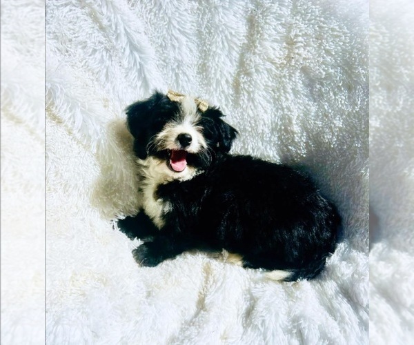 Medium Photo #1 Bernedoodle (Miniature) Puppy For Sale in BLUE SPRINGS, MO, USA