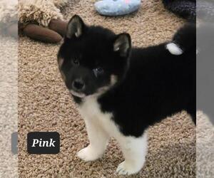 Shiba Inu Puppy for sale in BERESFORD, SD, USA