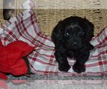 Small #2 Cavapoo (Miniature)