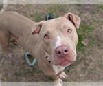 Small #1 American Staffordshire Terrier Mix