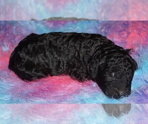 Labradoodle Puppy for sale in LA HABRA, CA, USA