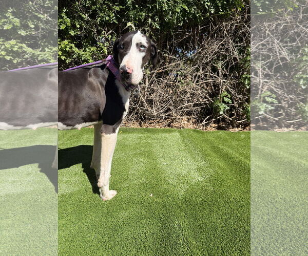 Medium Photo #2 Great Dane Puppy For Sale in Goodyear, AZ, USA