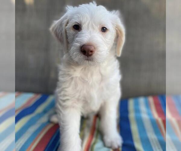 Medium Photo #1 Australian Kelpie-Unknown Mix Puppy For Sale in San Diego, CA, USA