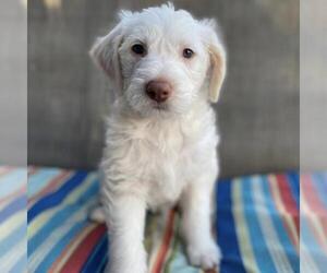 Australian Kelpie-Unknown Mix Dogs for adoption in San Diego, CA, USA