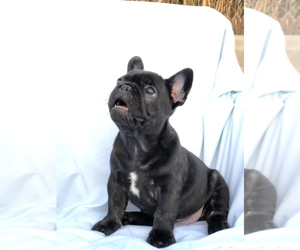 Medium Photo #5 French Bulldog Puppy For Sale in MENTONE, CA, USA