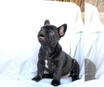 Small Photo #5 French Bulldog Puppy For Sale in MENTONE, CA, USA