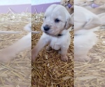 Small Photo #5 Golden Retriever Puppy For Sale in BROOKSTON, IN, USA
