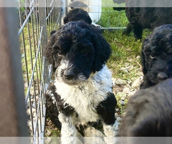 Medium Photo #1 Bordoodle Puppy For Sale in FAYETTEVILLE, AR, USA