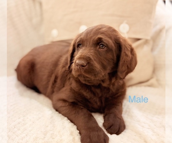 Medium Photo #11 Labradoodle Puppy For Sale in MONROE, LA, USA