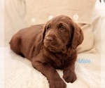 Small #10 Labradoodle