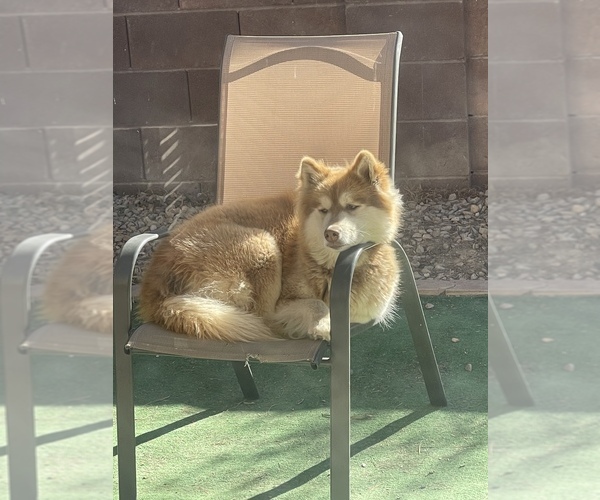 Medium Photo #6 Siberian Husky Puppy For Sale in LAS VEGAS, NV, USA