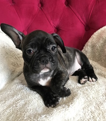 French Bulldog Puppy for sale in CHARLESTON, SC, USA