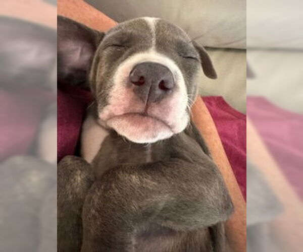 Medium Photo #7 American Staffordshire Terrier-Unknown Mix Puppy For Sale in Nassau bay, TX, USA