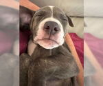 Small #6 American Staffordshire Terrier Mix