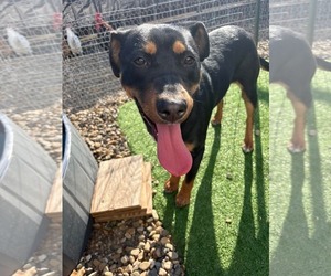 Rottweiler-Unknown Mix Dogs for adoption in Dallas, TX, USA