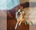 Small Photo #3  Puppy For Sale in , 