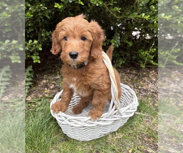 Medium Photo #3 Goldendoodle (Miniature) Puppy For Sale in MIDDLEBURY, IN, USA