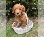 Small #2 Goldendoodle (Miniature)