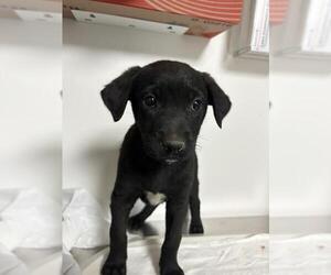 Mutt Dogs for adoption in Bakersfield, CA, USA