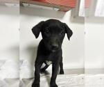 Small Mutt