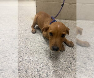 Labrador Retriever-Unknown Mix Dogs for adoption in Conroe, TX, USA