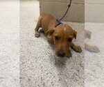 PINTO - Male Labrador Retriever-Unknown Mix Dog for Adoption - Small photo