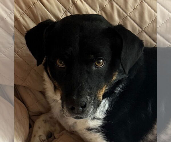 Medium Photo #1 Mutt Puppy For Sale in Fargo, ND, USA