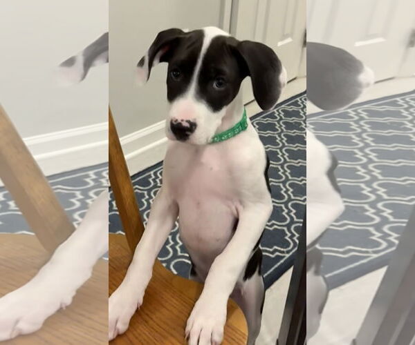 Medium Photo #3 Mutt Puppy For Sale in Holly Springs, NC, USA