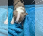 Small #3 Boston Terrier