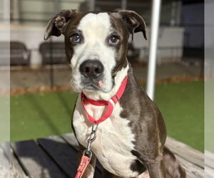 Pete - Male American Bulldog-Labrador Retriever Mix Dog for Adoption - Photo #12