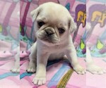 Small Photo #6 Pug Puppy For Sale in Abilene, KS, USA