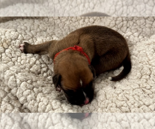 Medium Photo #3 Boxer Puppy For Sale in BRUSH CREEK, TN, USA