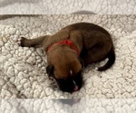 Small #2 Boxer