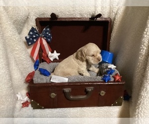 Cocker Spaniel Puppy for sale in CADDO, OK, USA