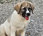 Puppy Puppy 3 Anatolian Shepherd-Karakachan Mix