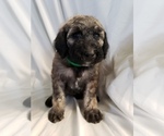 Small Photo #6 Poodle (Standard) Puppy For Sale in ODESSA, WA, USA