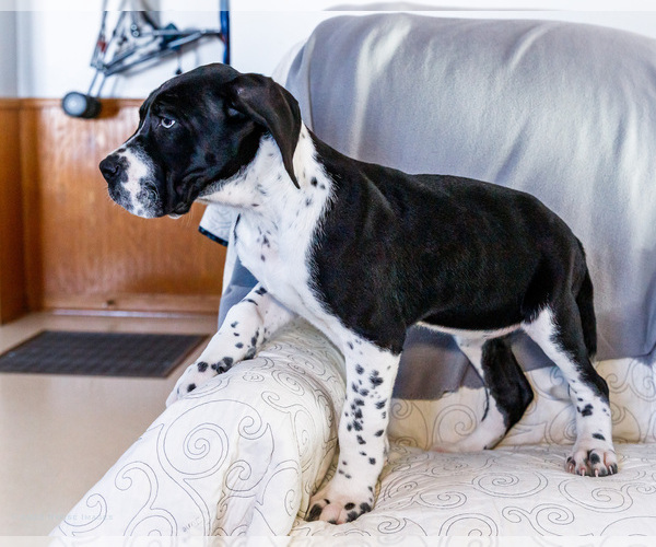 Medium Photo #11 Great Dane Puppy For Sale in WAKARUSA, IN, USA