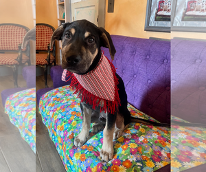 Labrador Retriever-Unknown Mix Dogs for adoption in Rockaway, NJ, USA