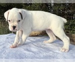 Small #7 Boxer
