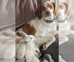 Small #7 Brittany Mix