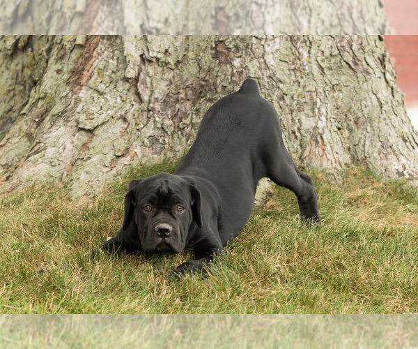 Medium Photo #3 Cane Corso Puppy For Sale in WAKARUSA, IN, USA