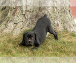Small #2 Cane Corso