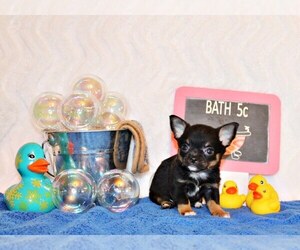 Medium Chihuahua